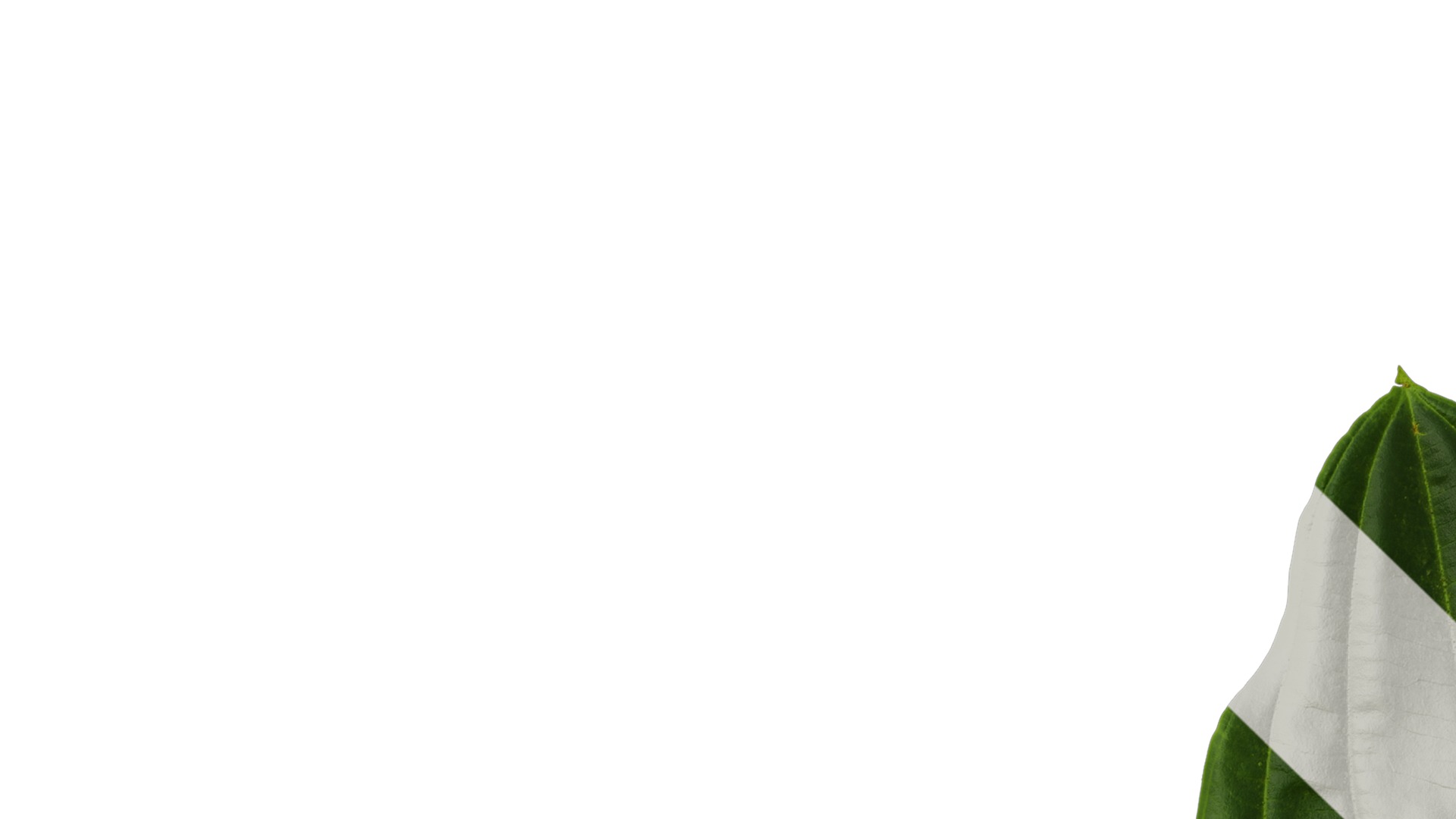 Anydrafts Medinilla magnifica Atlas 01 Texture_1