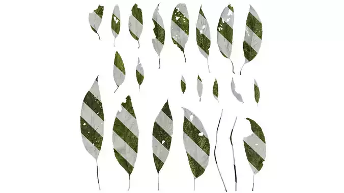 Anydrafts Hydrangea aspera Leaf 03