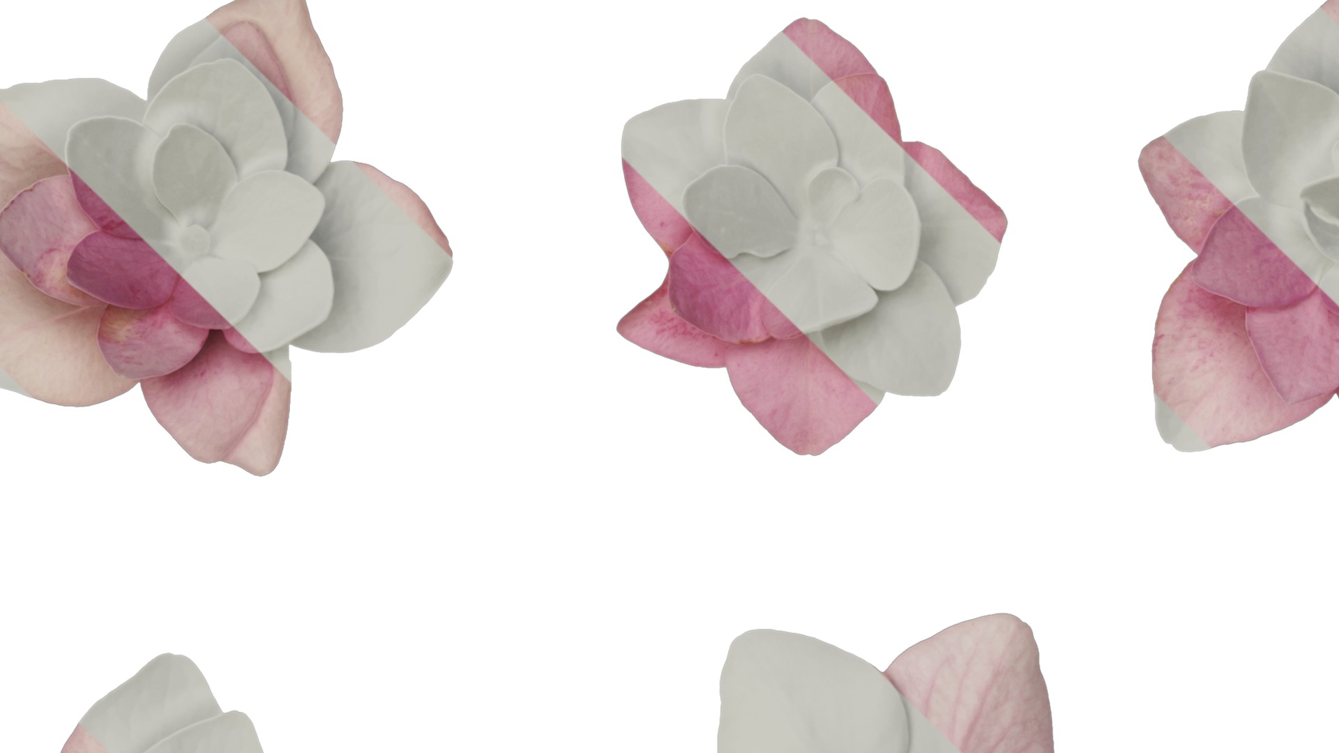 Anydrafts Hydrangea macrophylla Atlas 18 Texture_1