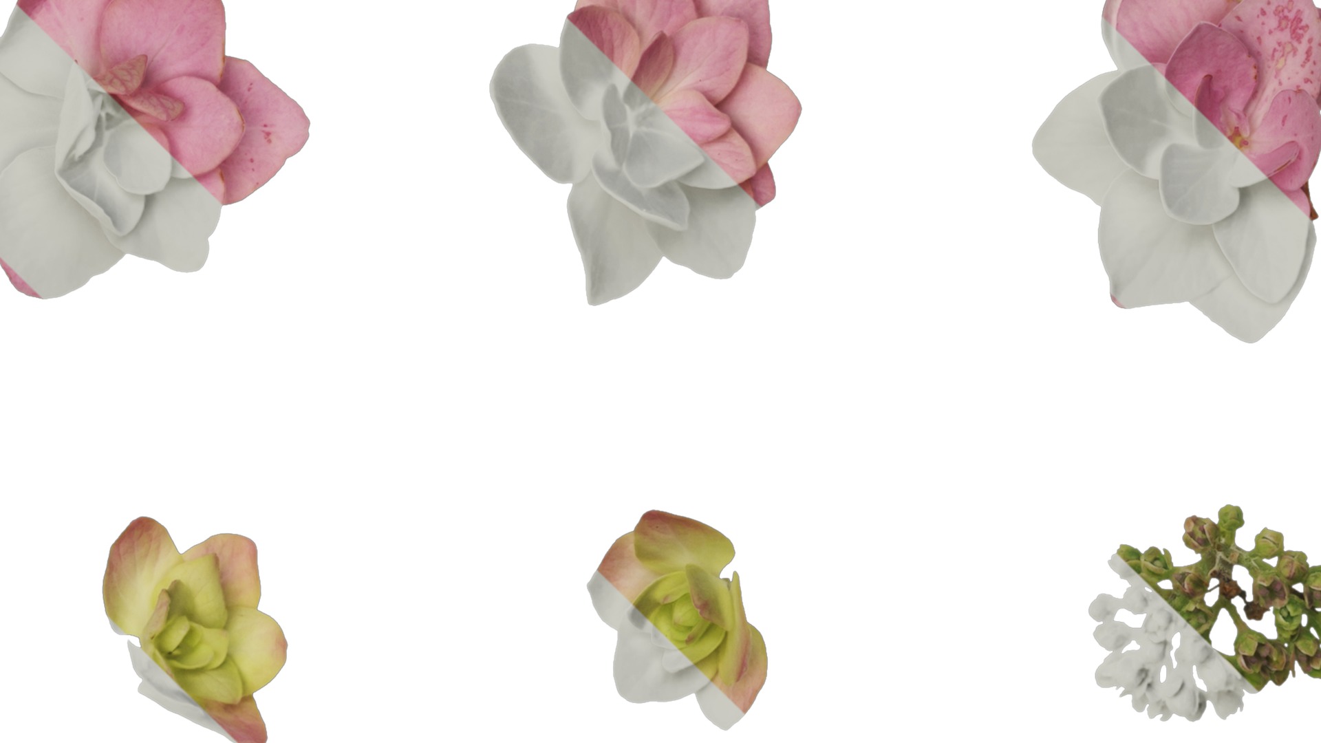 Anydrafts Hydrangea macrophylla Atlas 18 Texture_4