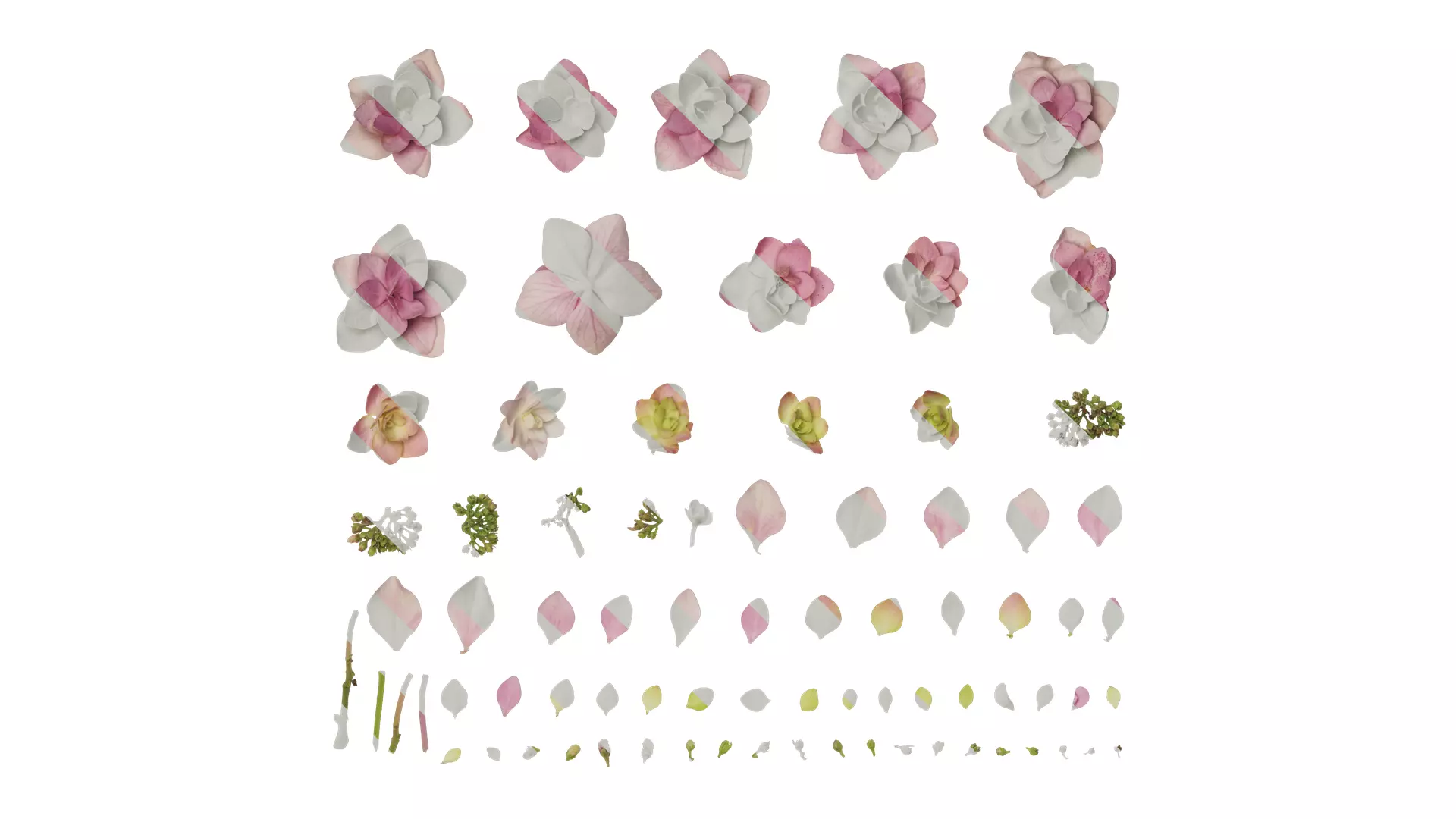 Anydrafts Hydrangea macrophylla Atlas 18 Texture_0