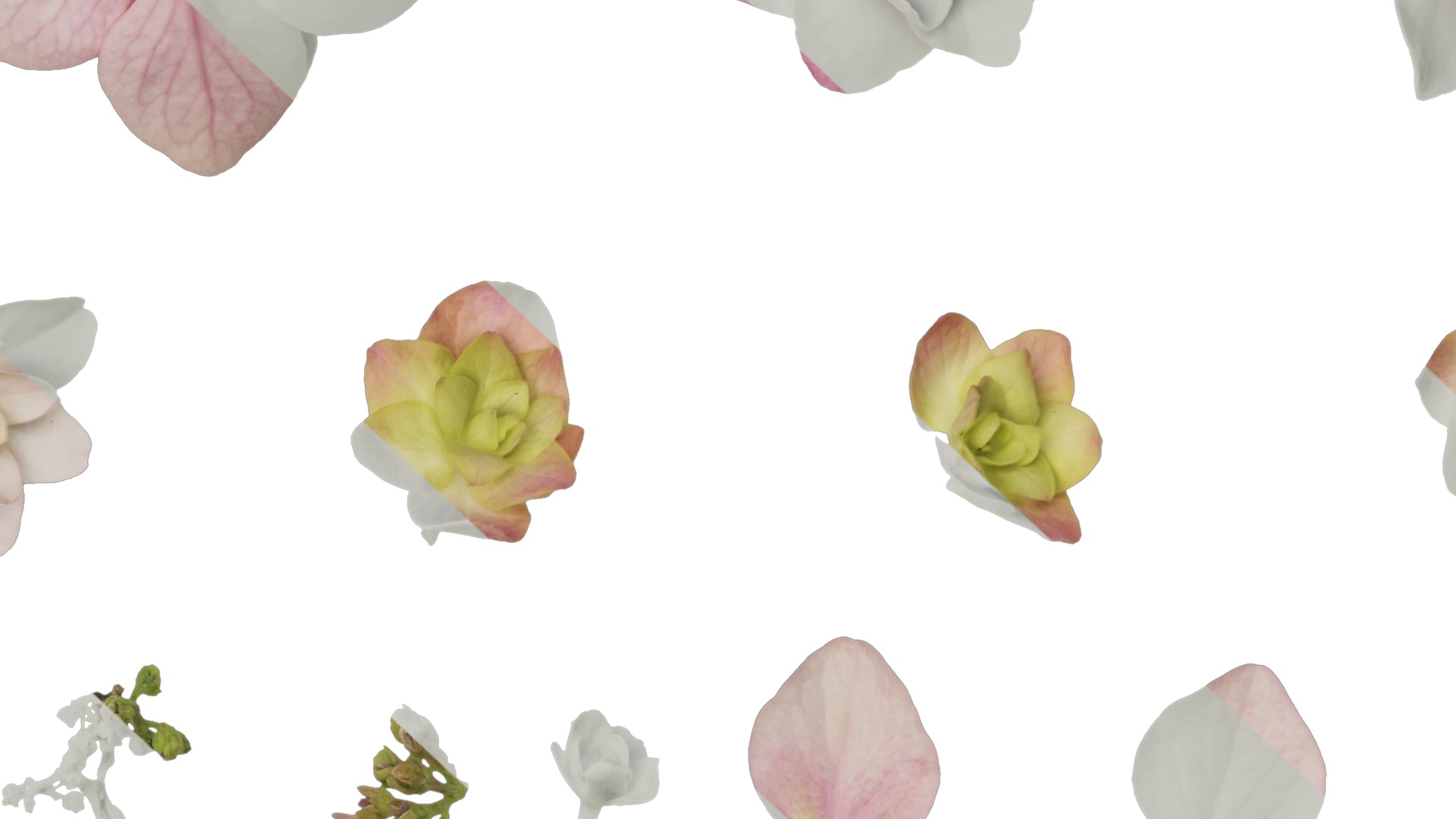 Anydrafts Hydrangea macrophylla Atlas 18 Texture_7