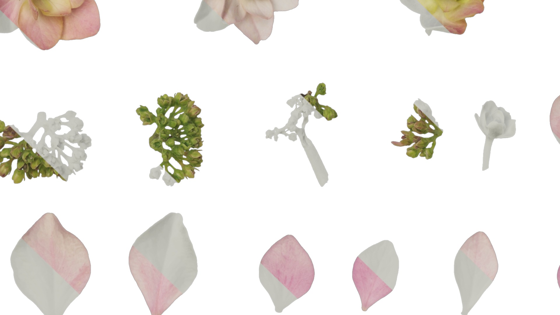 Anydrafts Hydrangea macrophylla Atlas 18 Texture_5