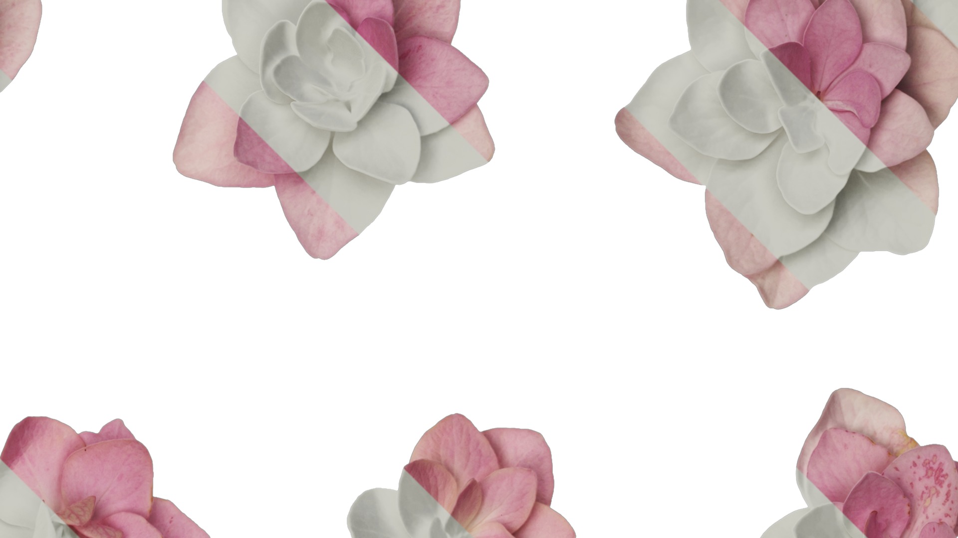 Anydrafts Hydrangea macrophylla Atlas 18 Texture_2