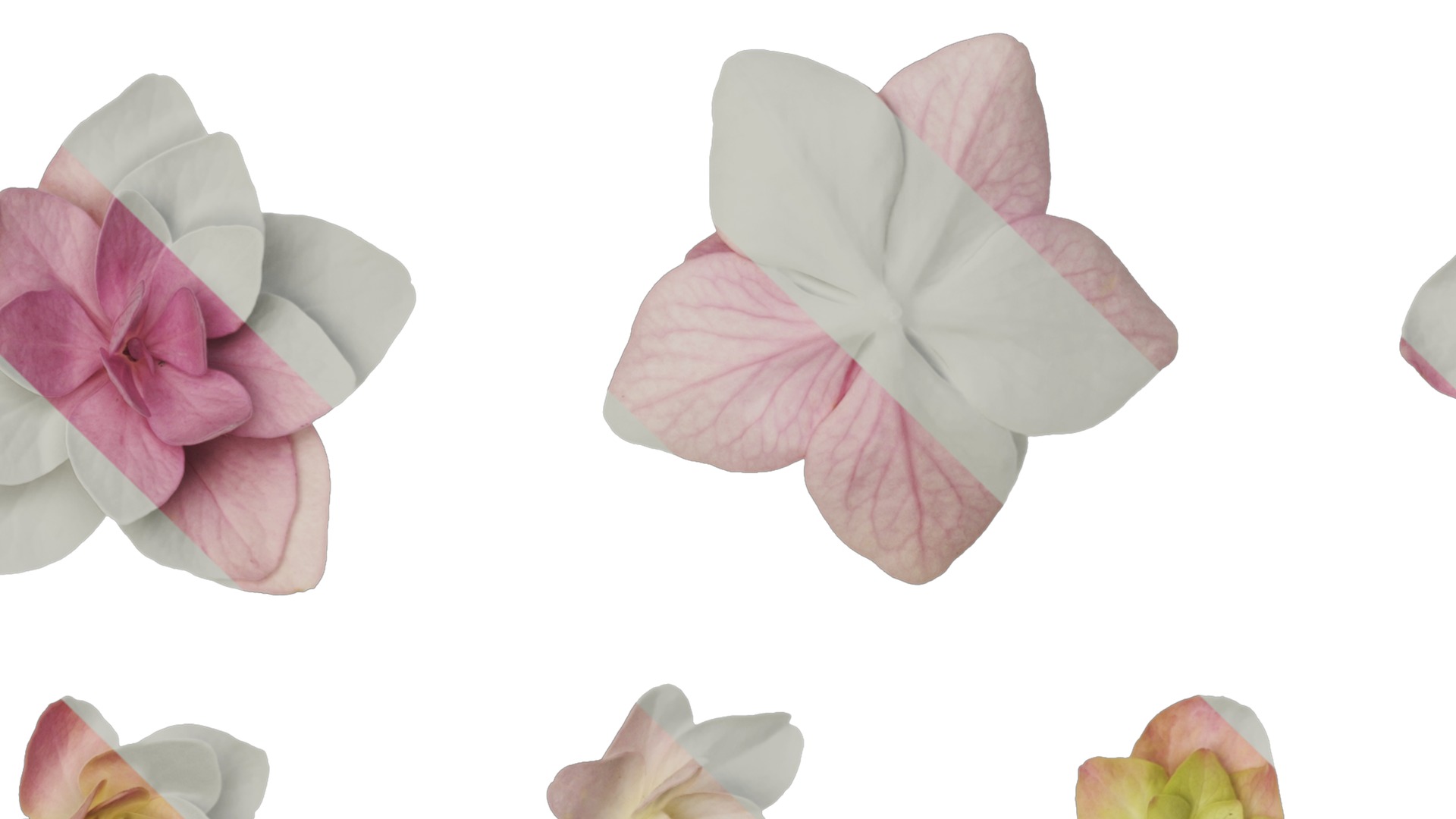 Anydrafts Hydrangea macrophylla Atlas 18 Texture_3