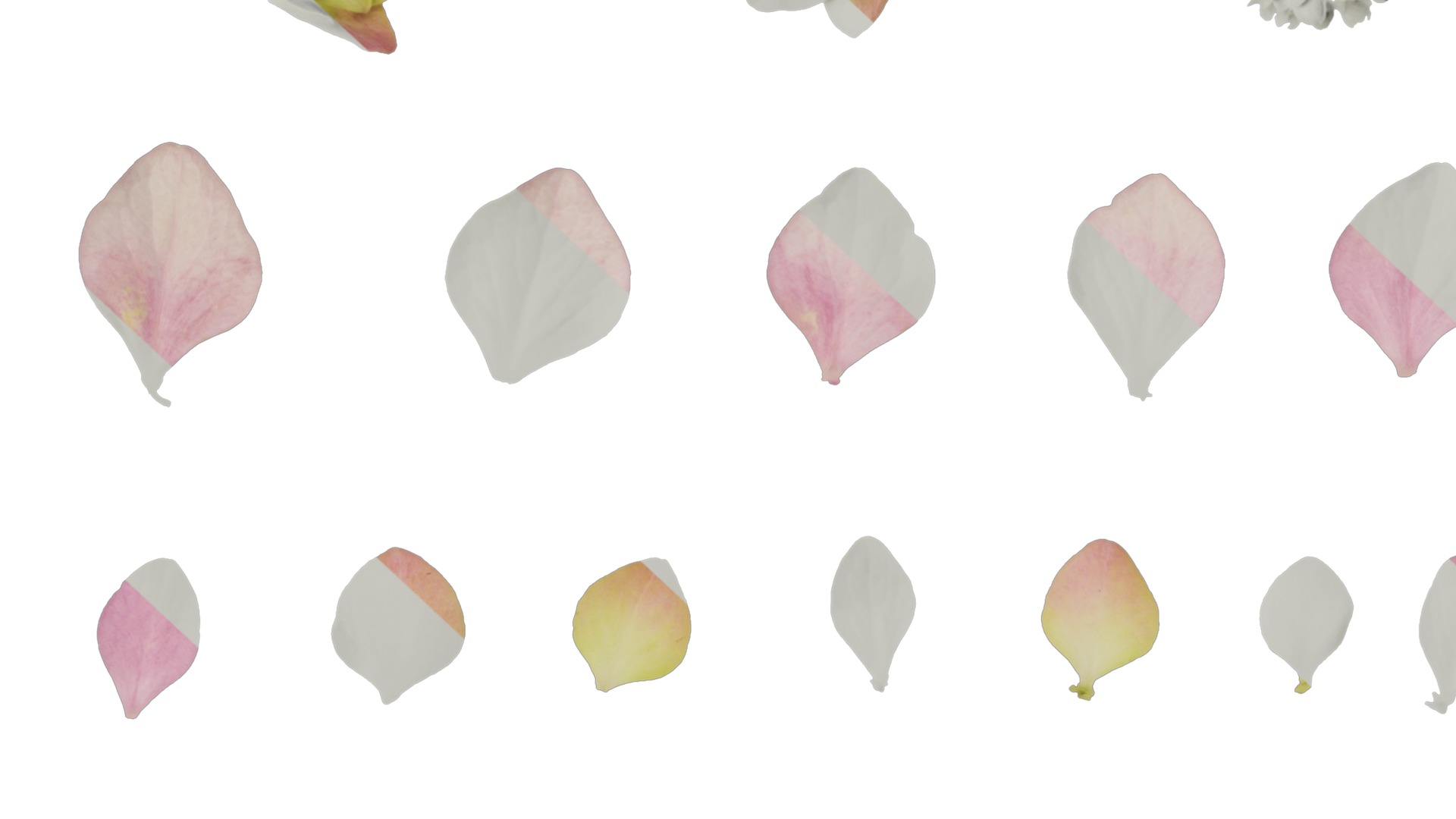 Anydrafts Hydrangea macrophylla Atlas 18 Texture_6