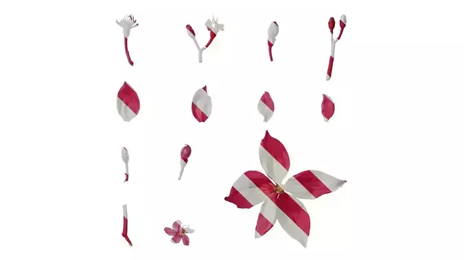 Anydrafts Medinilla magnifica Flower 02