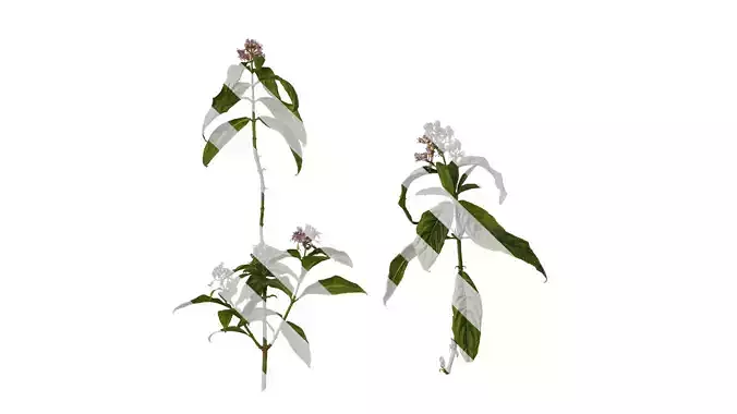 Anydrafts Hydrangea macrophylla Atlas 30