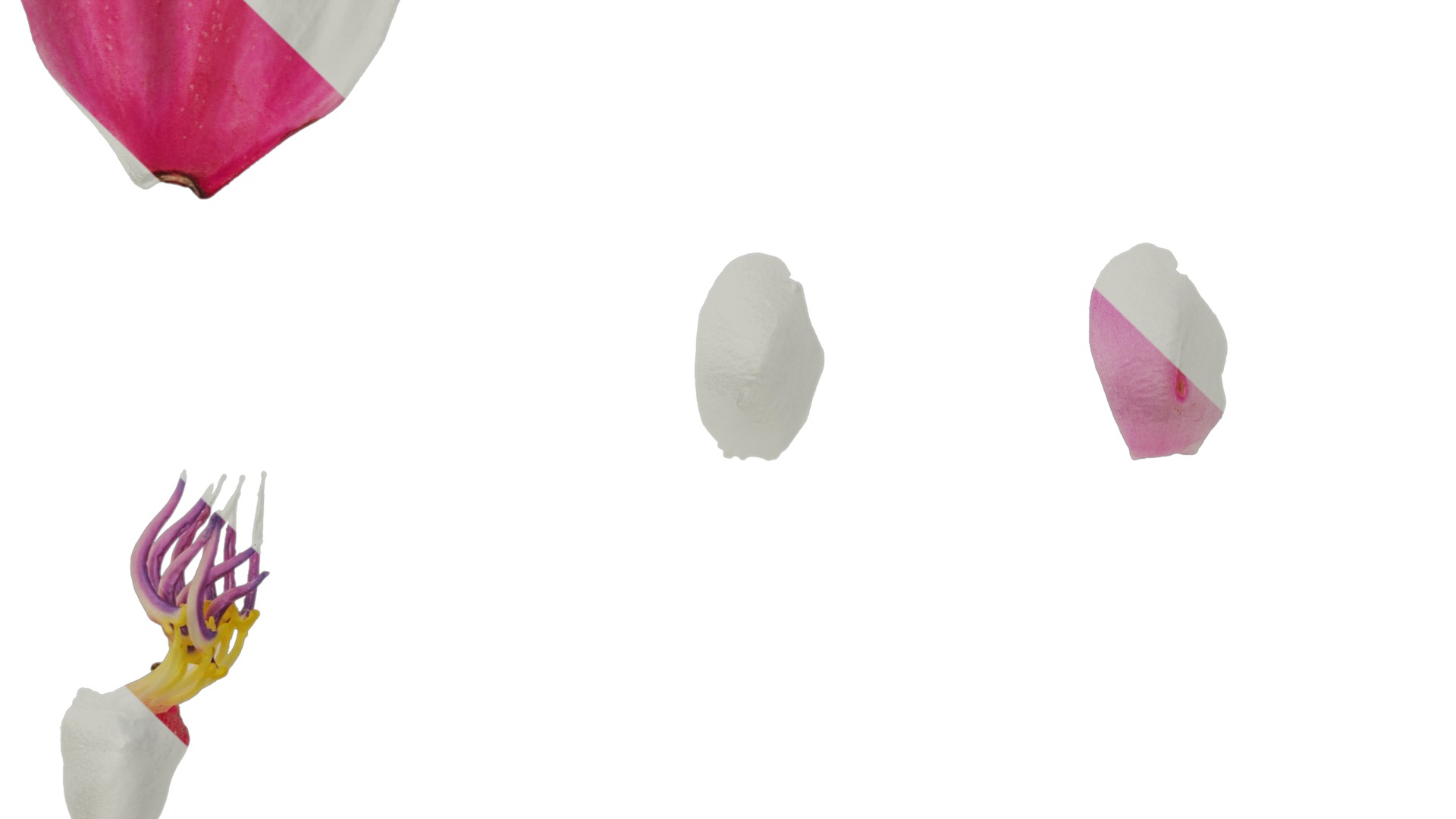 Anydrafts Medinilla magnifica Flower 04 Texture_5