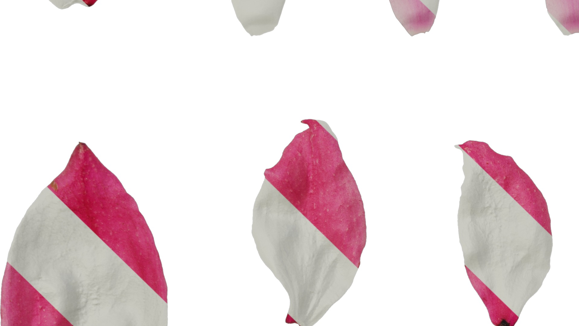 Anydrafts Medinilla magnifica Flower 04 Texture_3