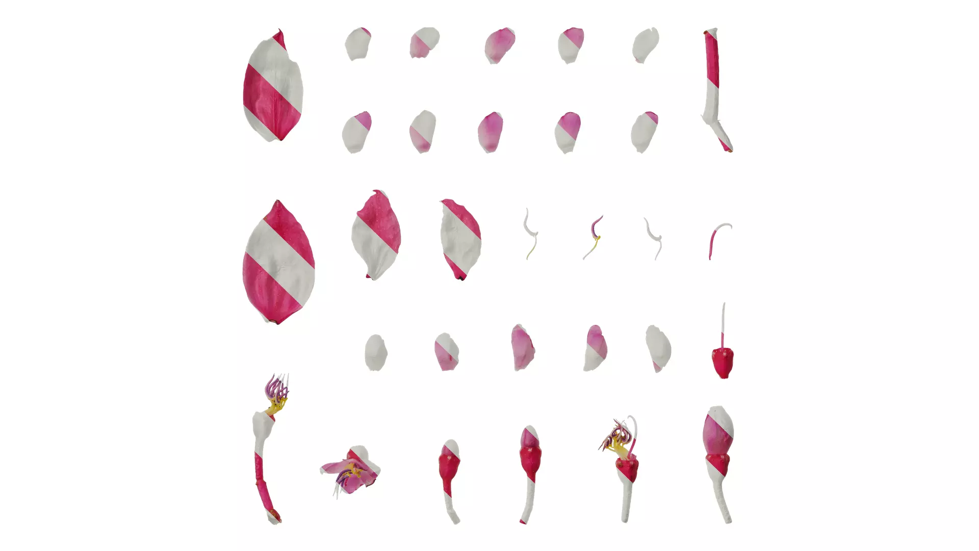 Anydrafts Medinilla magnifica Flower 04 Texture_0