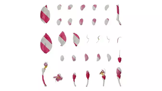 Anydrafts Medinilla magnifica Flower 04