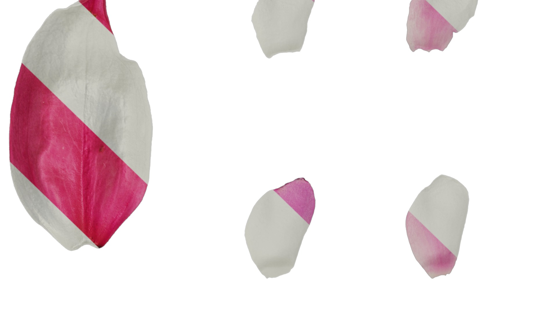 Anydrafts Medinilla magnifica Flower 04 Texture_1