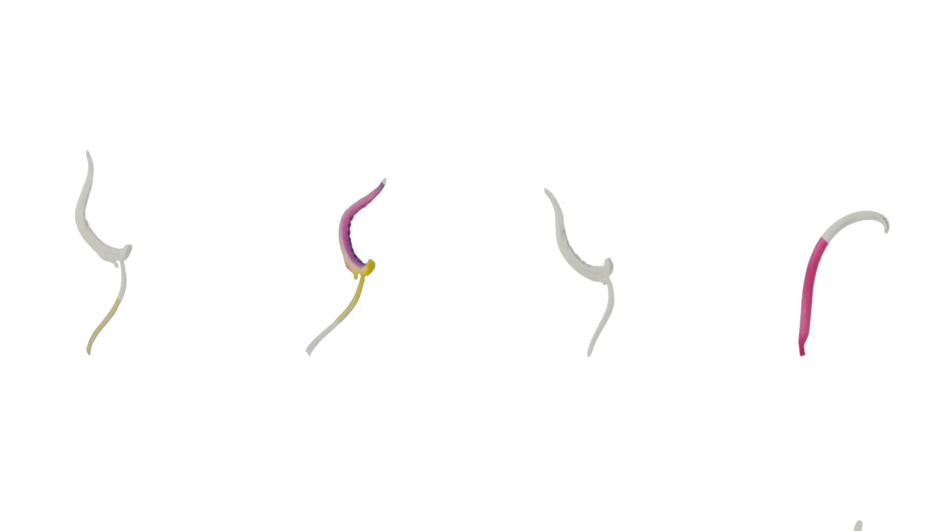 Anydrafts Medinilla magnifica Flower 04 Texture_4