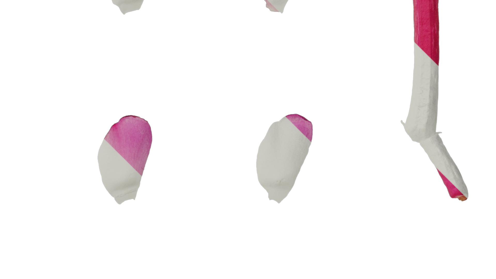 Anydrafts Medinilla magnifica Flower 04 Texture_2