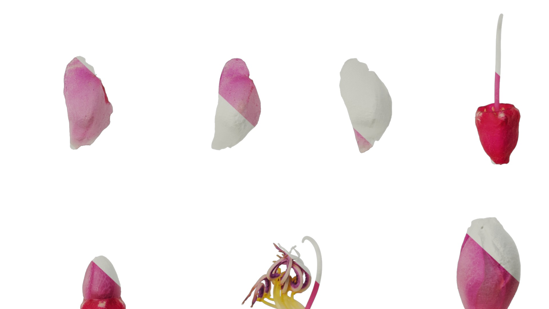 Anydrafts Medinilla magnifica Flower 04 Texture_6