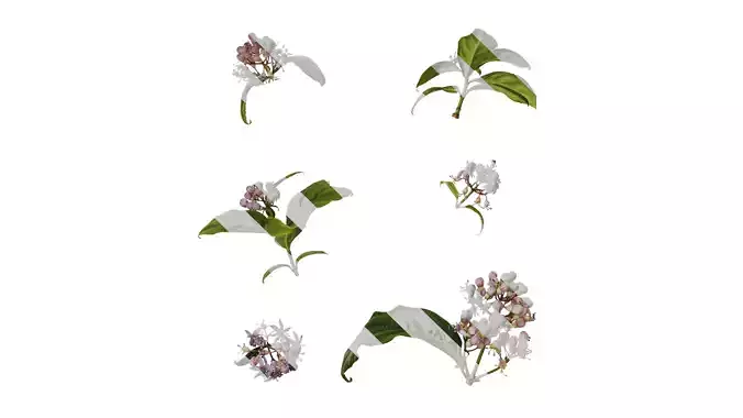 Anydrafts Hydrangea macrophylla Atlas 31