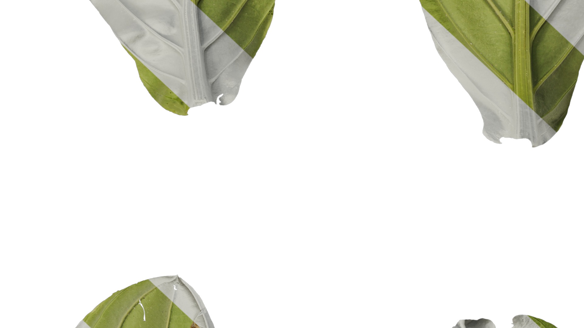 Anydrafts Medinilla magnifica Leaf 01 B Texture_7