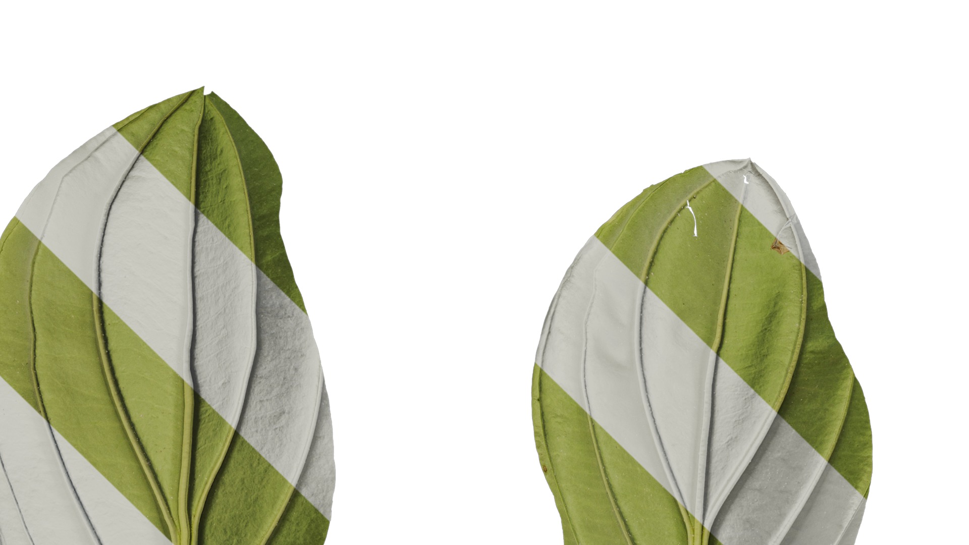 Anydrafts Medinilla magnifica Leaf 01 B Texture_5