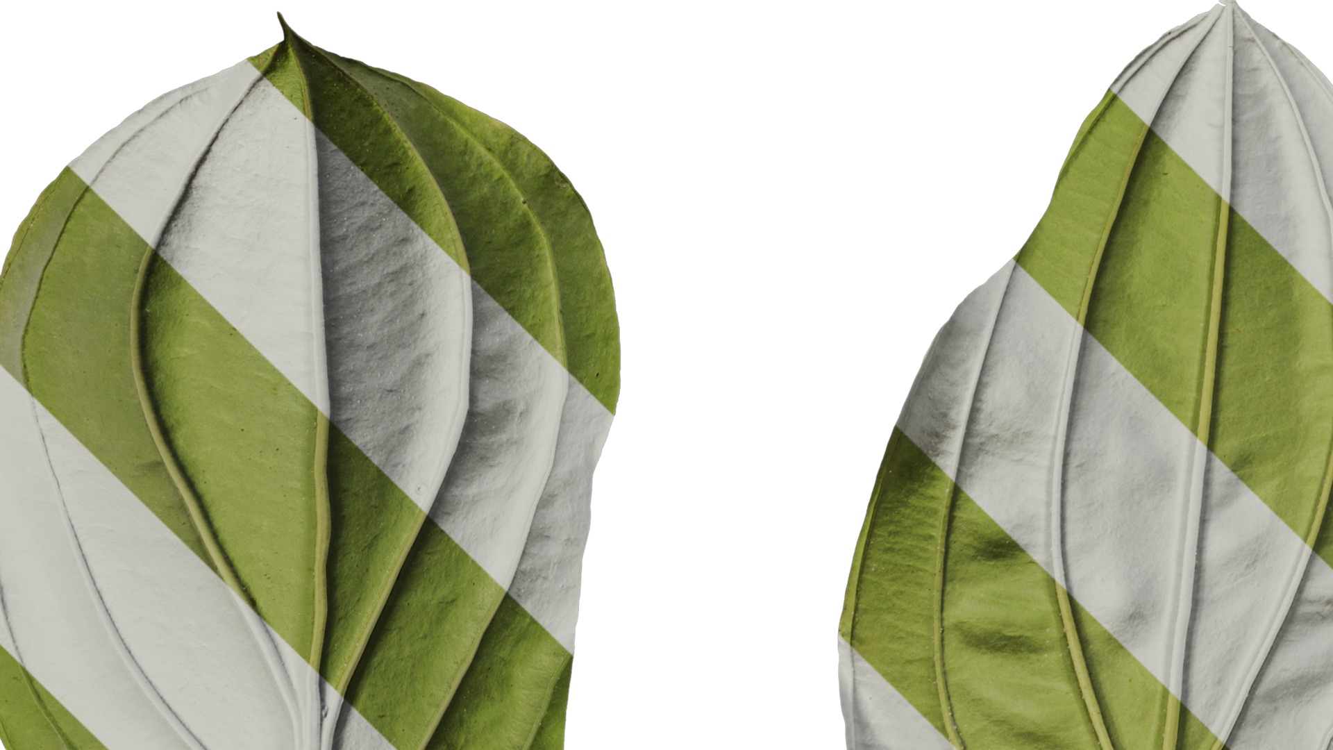 Anydrafts Medinilla magnifica Leaf 01 B Texture_1