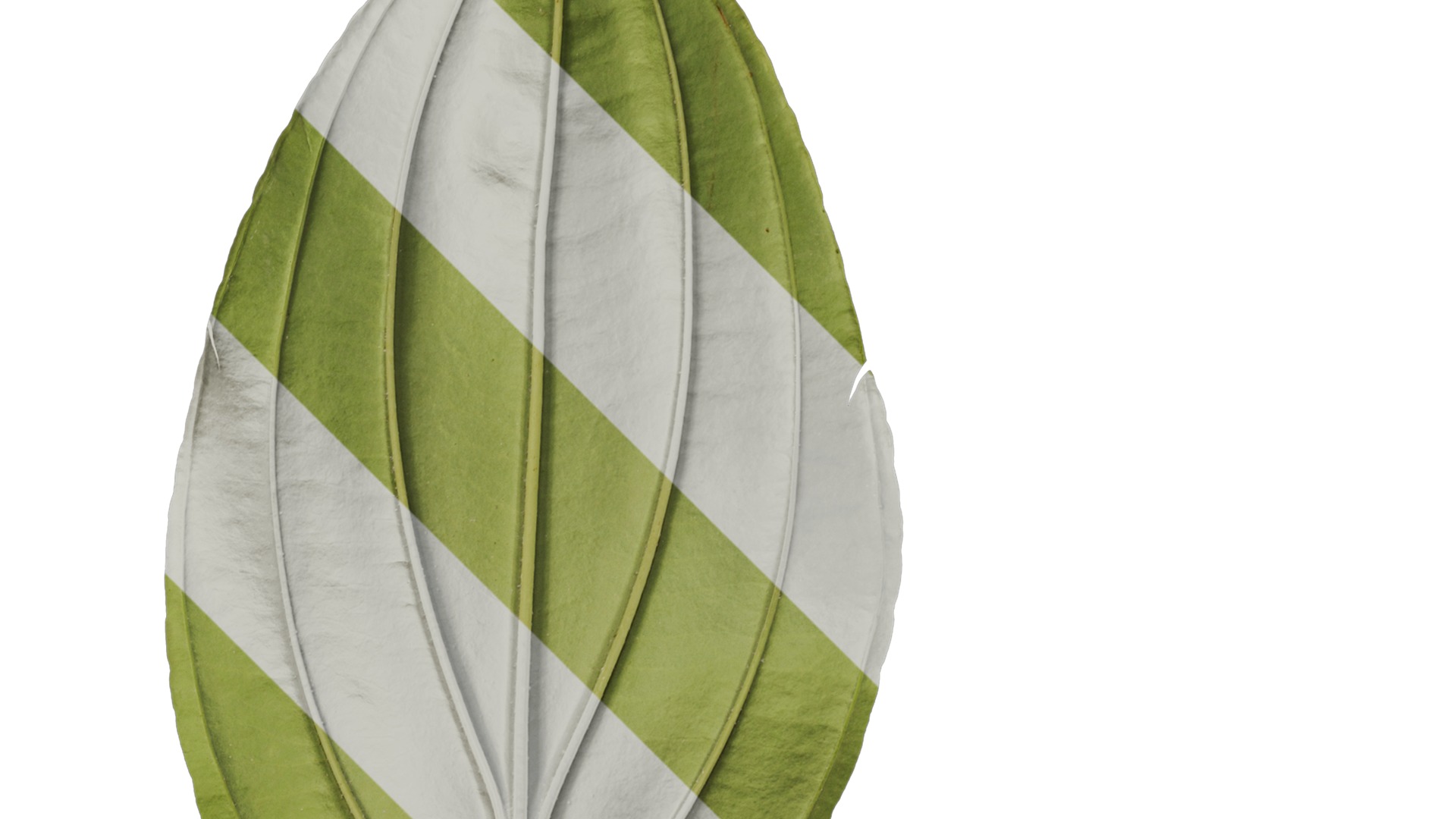 Anydrafts Medinilla magnifica Leaf 01 B Texture_2