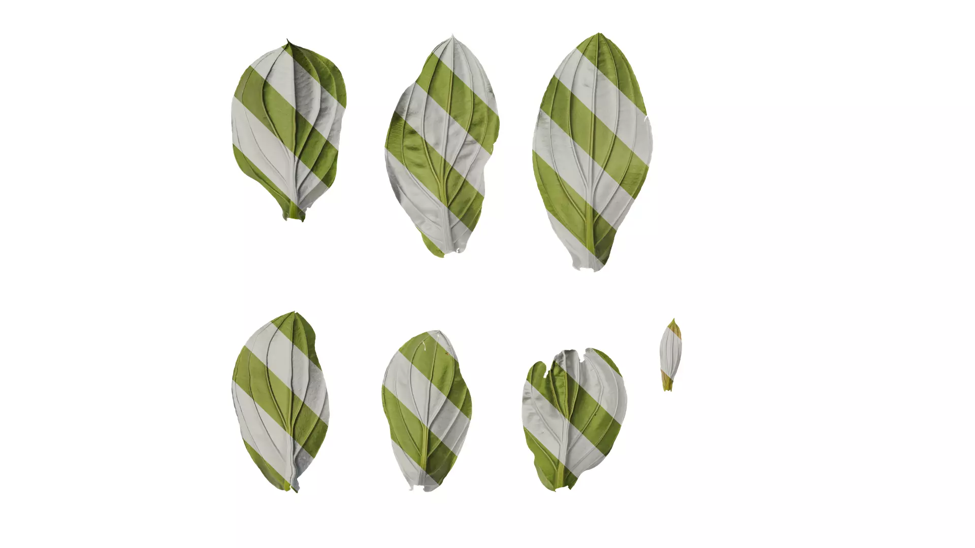 Anydrafts Medinilla magnifica Leaf 01 B Texture_0