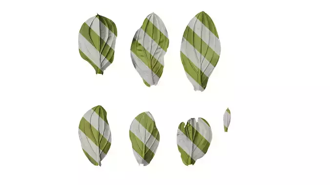 Anydrafts Medinilla magnifica Leaf 01 B