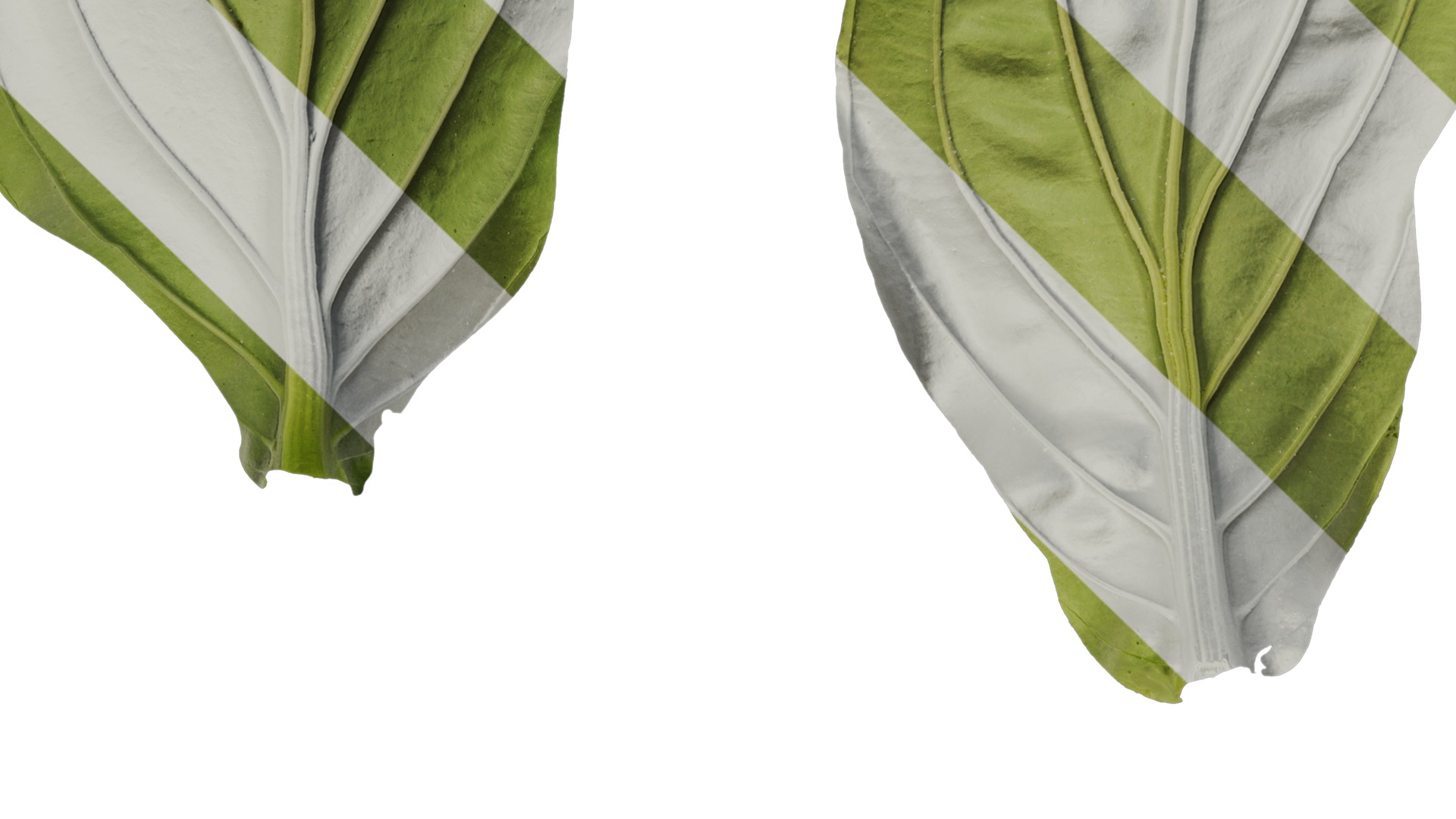 Anydrafts Medinilla magnifica Leaf 01 B Texture_3