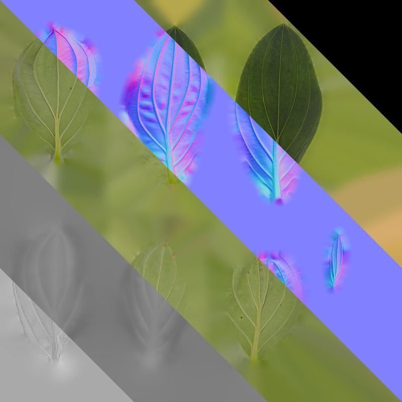 Anydrafts Medinilla magnifica Leaf 01 B Texture_8