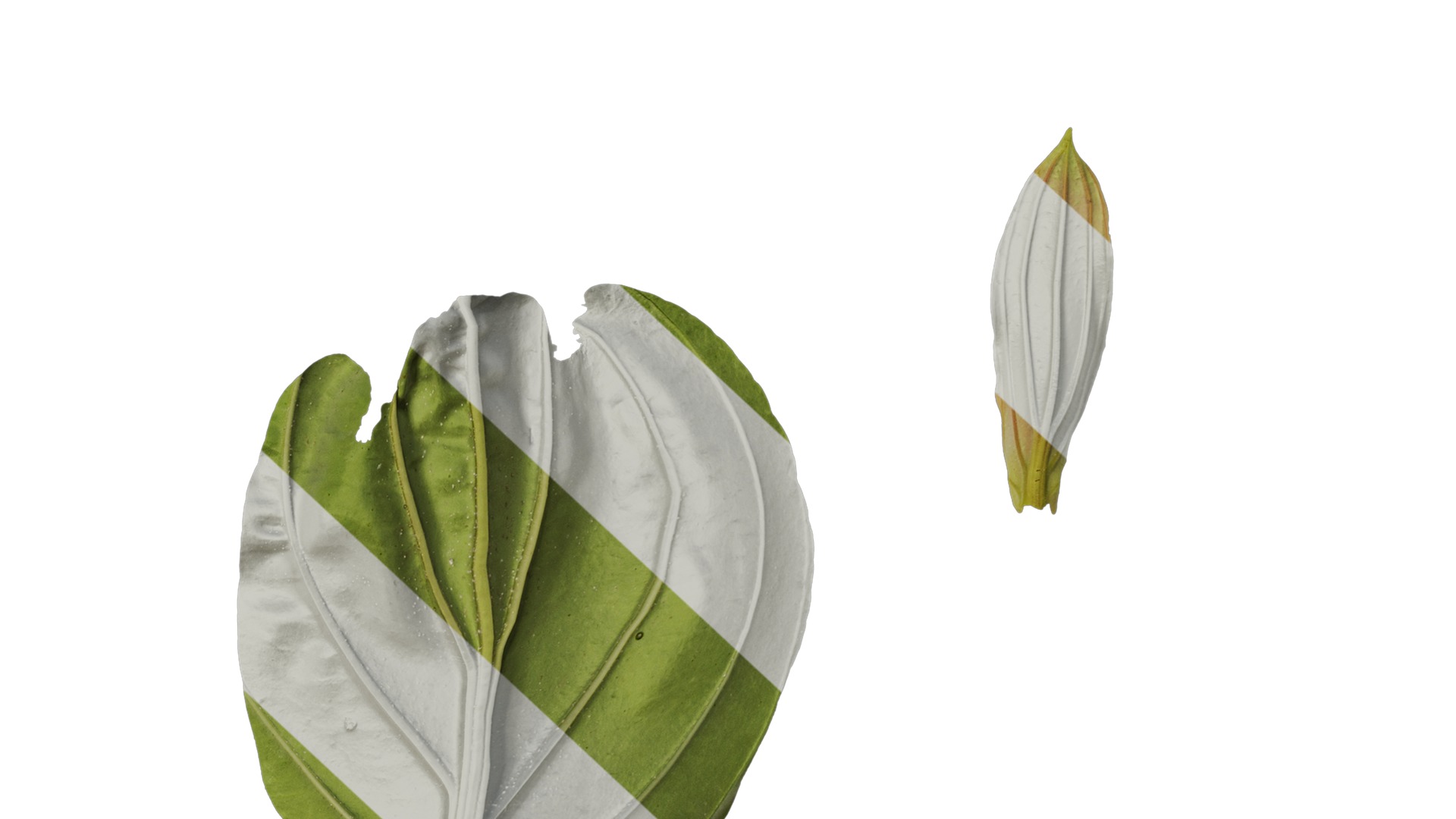 Anydrafts Medinilla magnifica Leaf 01 B Texture_6