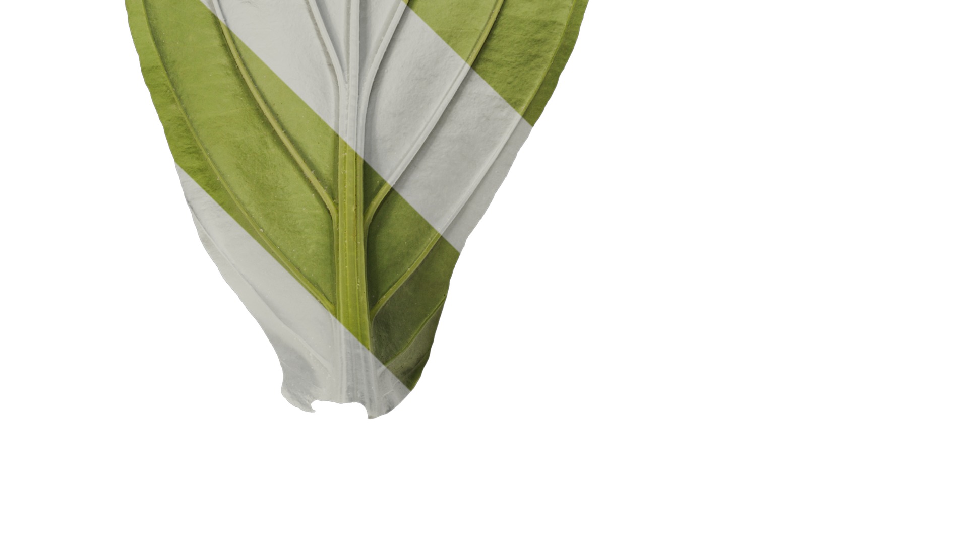 Anydrafts Medinilla magnifica Leaf 01 B Texture_4