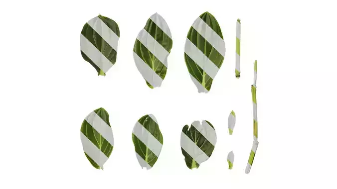 Anydrafts Medinilla magnifica Leaf 01 F