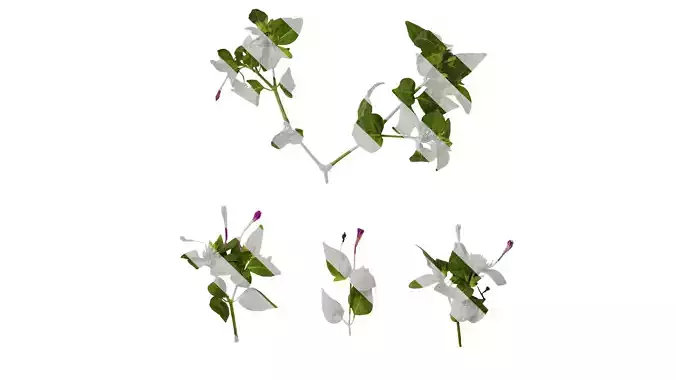 Anydrafts Mirabilis jalapa Atlas 05