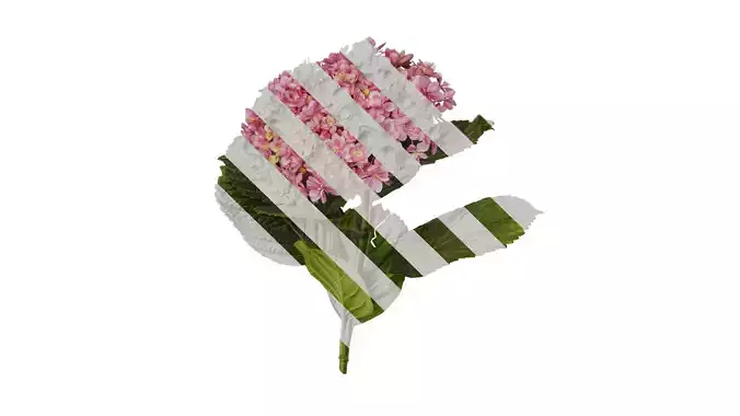 Anydrafts Hydrangea macrophylla Atlas 35