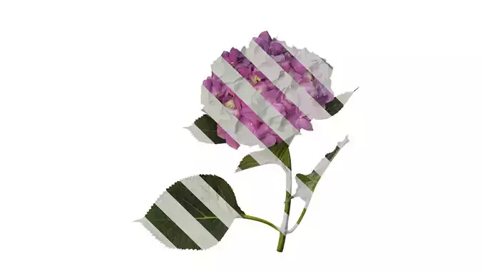 Anydrafts Hydrangea macrophylla Atlas 37