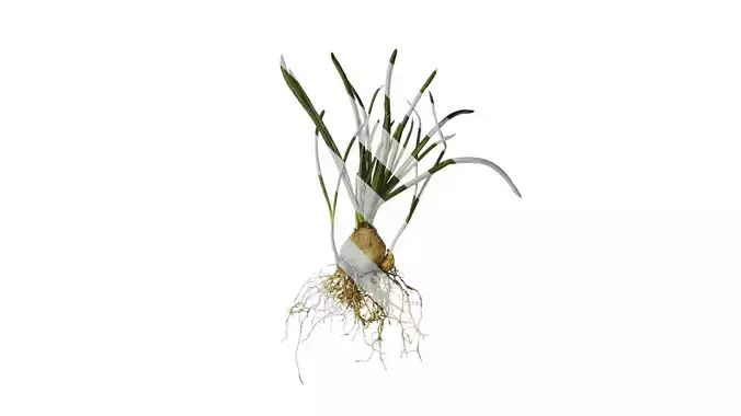 Anydrafts Muscari latifolium Atlas 01 Texture