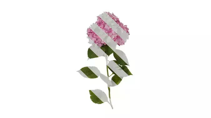 Anydrafts Hydrangea macrophylla Atlas 38