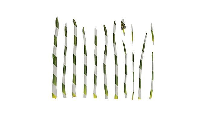 Anydrafts Muscari latifolium Atlas 03 Texture