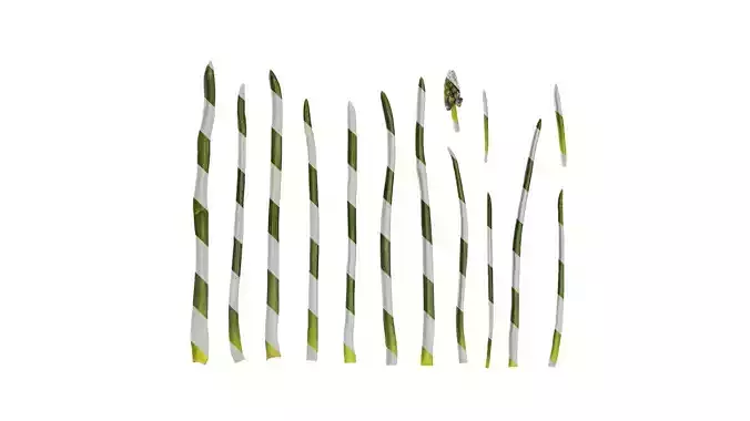 Anydrafts Muscari latifolium Atlas 03