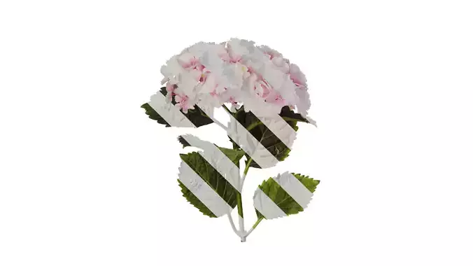 Anydrafts Hydrangea macrophylla Atlas 39