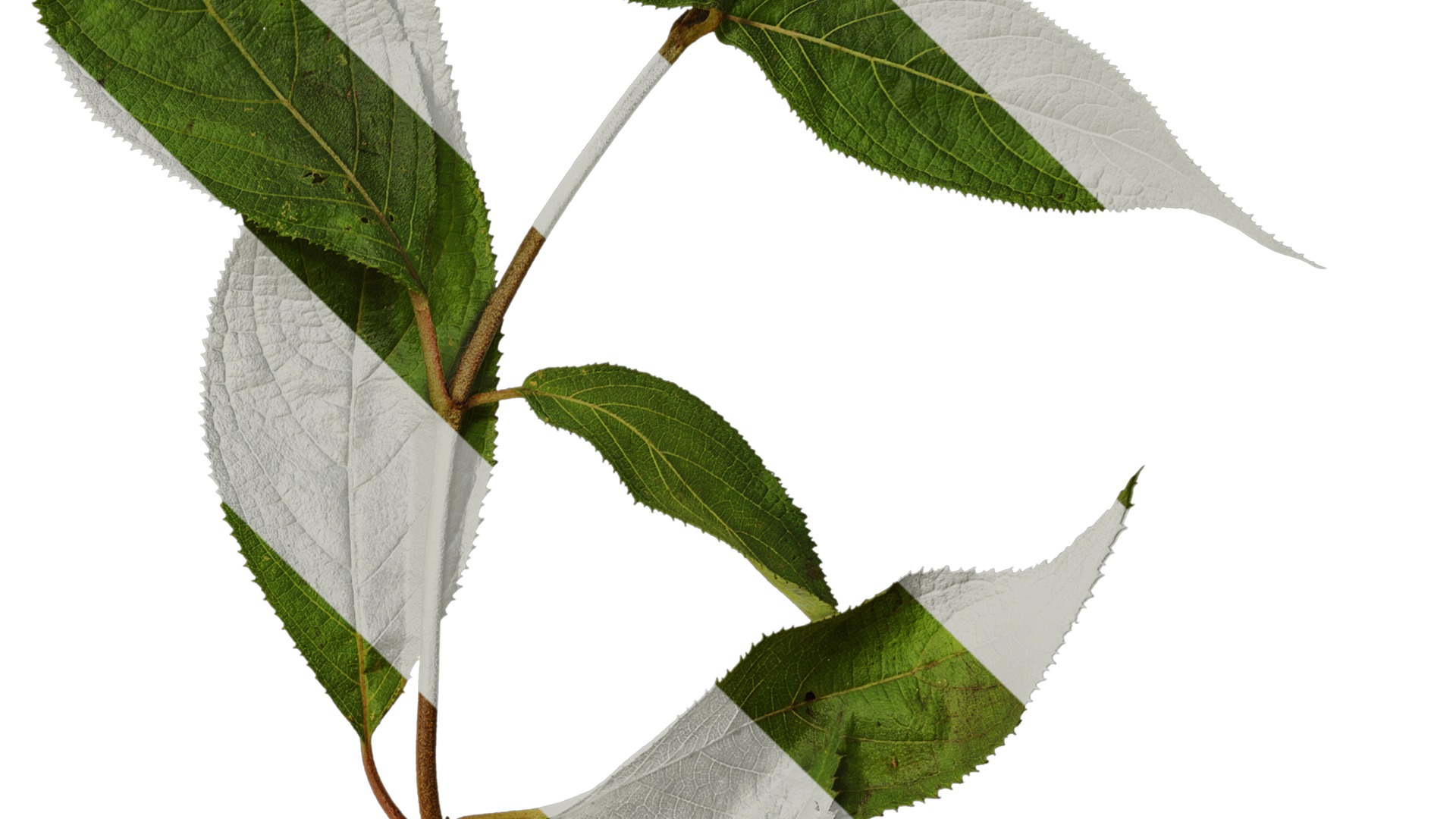 Anydrafts Hydrangea macrophylla Atlas 40 Texture_4