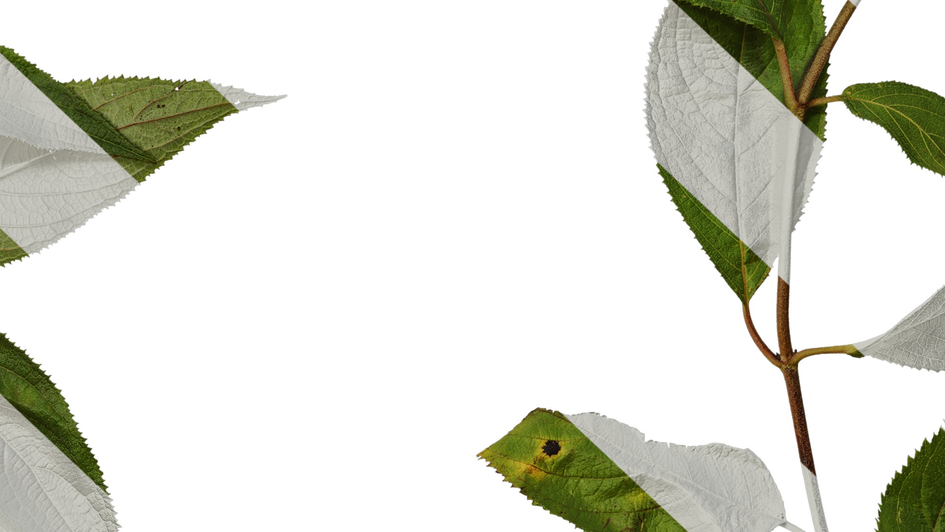 Anydrafts Hydrangea macrophylla Atlas 40 Texture_7