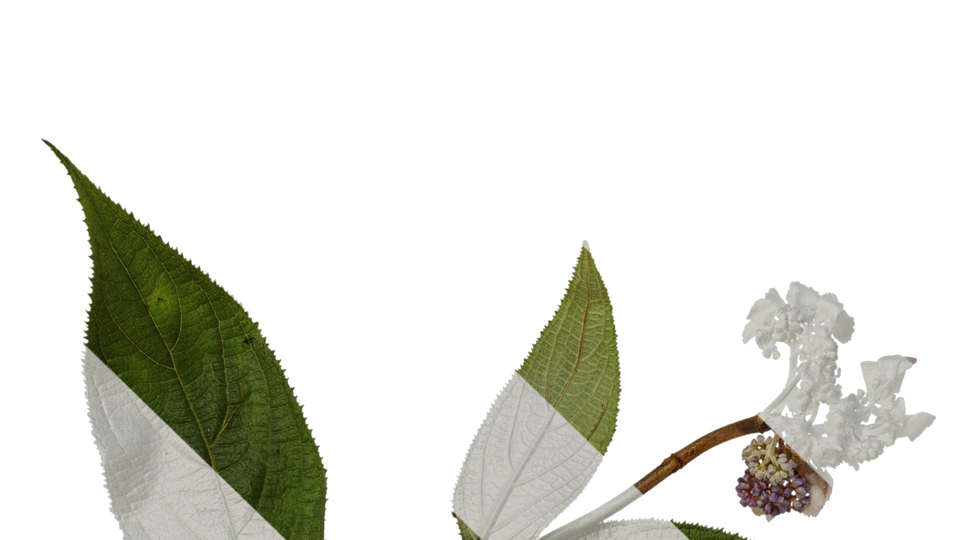 Anydrafts Hydrangea macrophylla Atlas 40 Texture_1