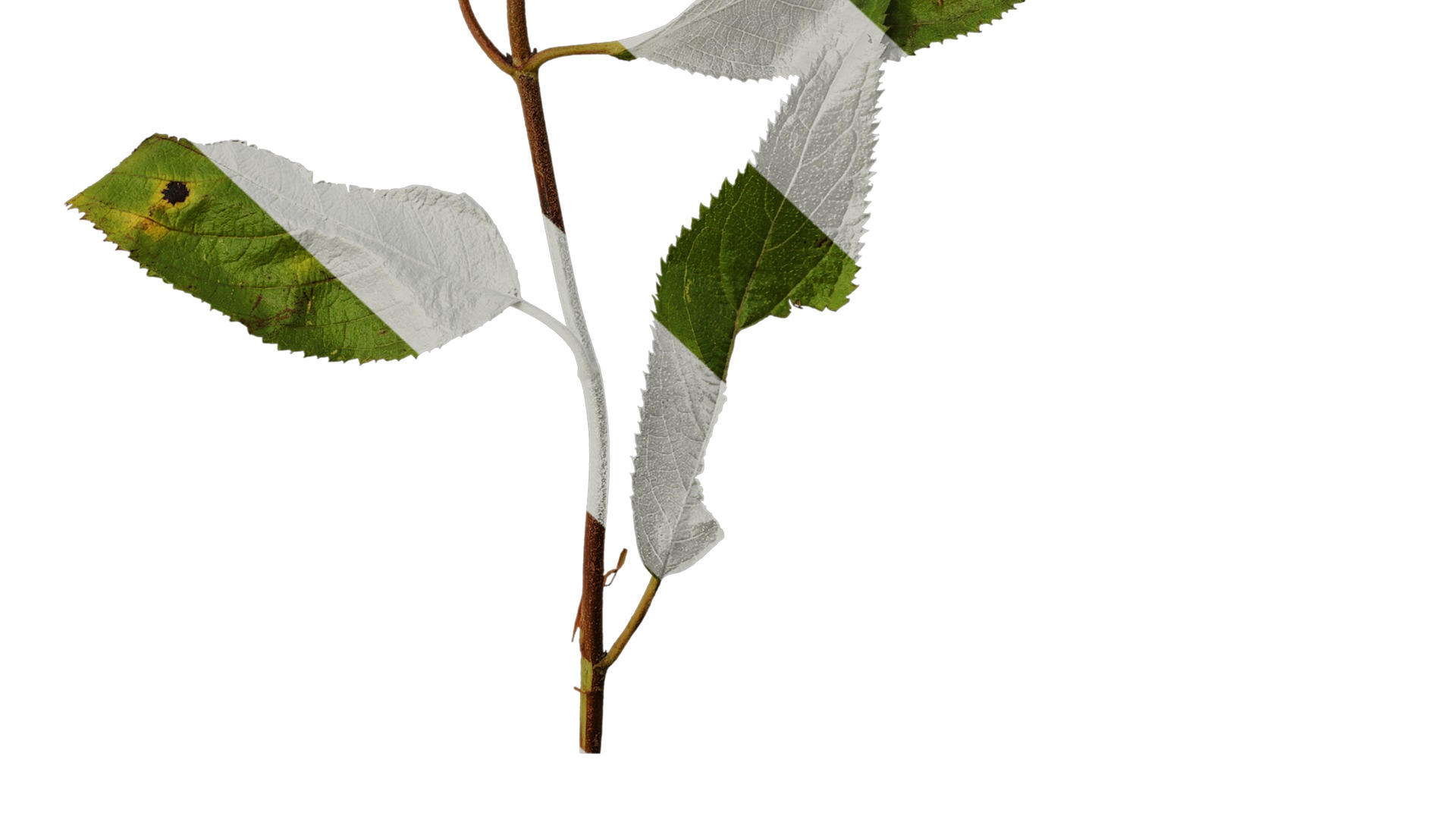 Anydrafts Hydrangea macrophylla Atlas 40 Texture_6