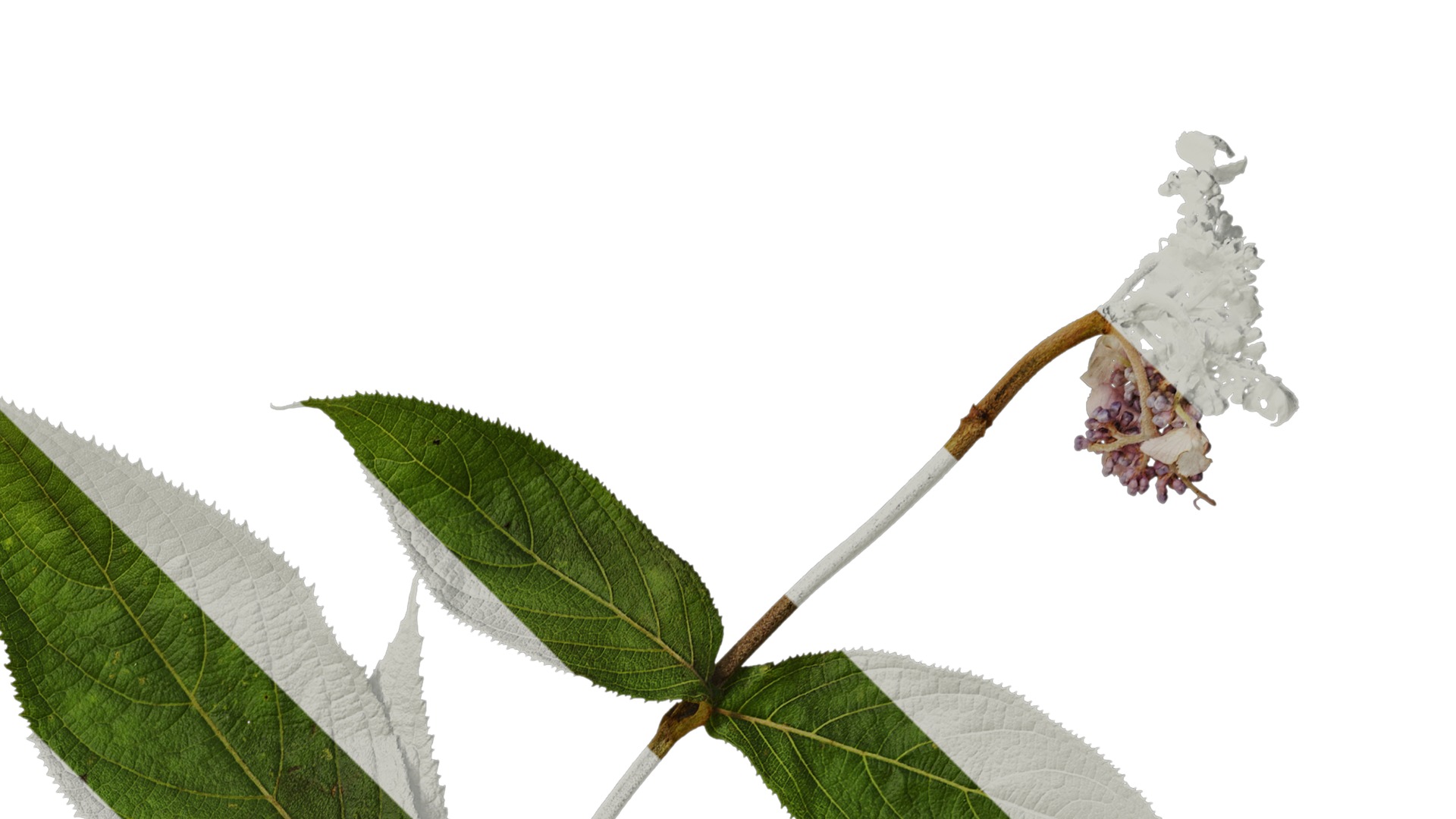 Anydrafts Hydrangea macrophylla Atlas 40 Texture_2