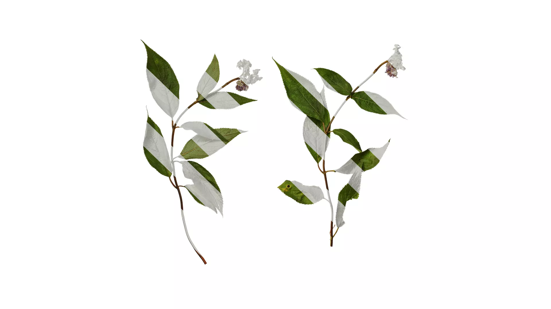 Anydrafts Hydrangea macrophylla Atlas 40 Texture_0