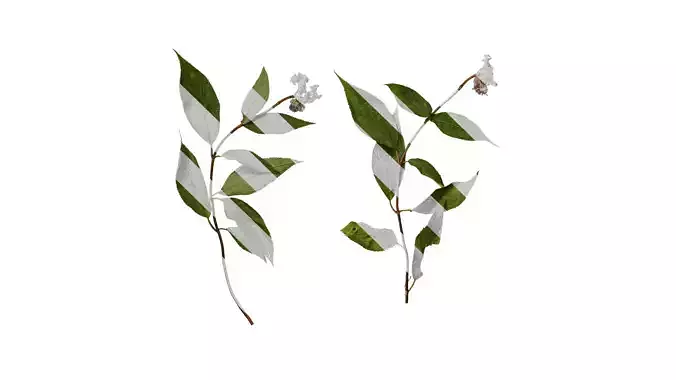 Anydrafts Hydrangea macrophylla Atlas 40