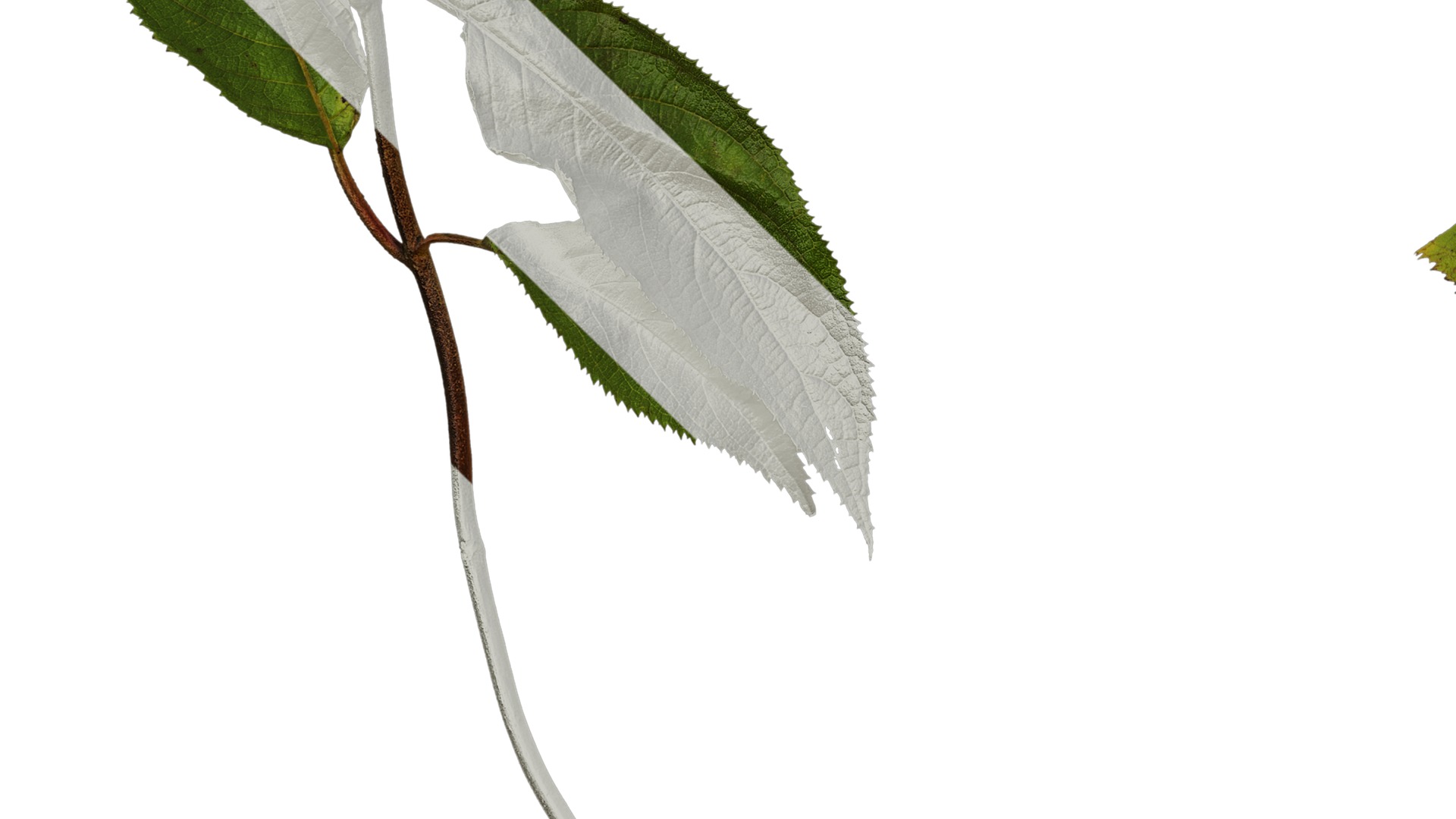 Anydrafts Hydrangea macrophylla Atlas 40 Texture_5