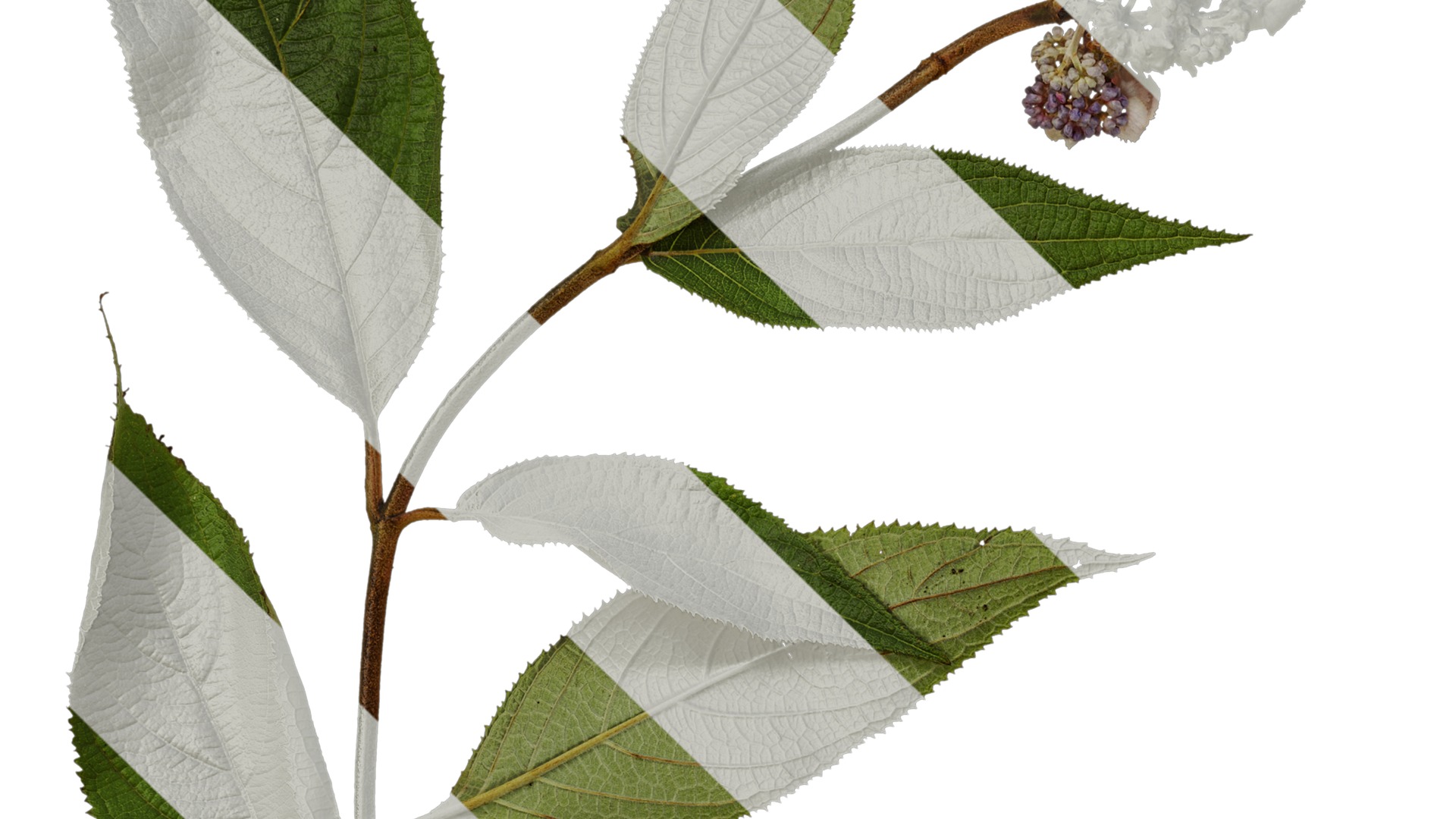 Anydrafts Hydrangea macrophylla Atlas 40 Texture_3