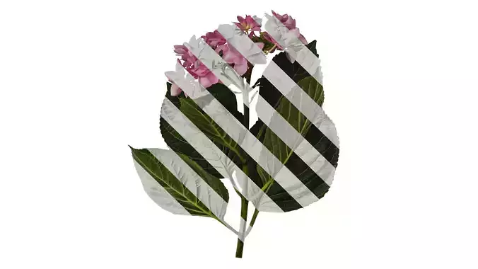 Anydrafts Hydrangea macrophylla Atlas 41